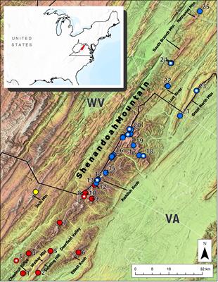 Phylogeography of the Cow Knob Salamander (Plethodon punctatus Highton): populations on isolated Appalachian mountaintops are disjunct but not divergent